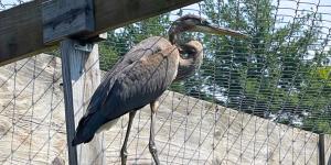 Una garza quedó atrapada en un hilo de pesca y no podía volar: así fue su regreso a la naturaleza