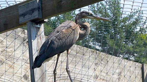Una garza quedó atrapada en un hilo de pesca y no podía volar: así fue su regreso a la naturaleza