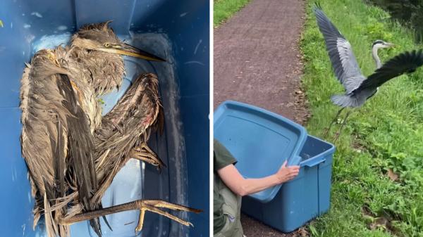 Una garza quedó atrapada en un hilo de pesca y no podía volar: así fue su regreso a la naturaleza - Varias semanas de cuidados antes de volver a volar
