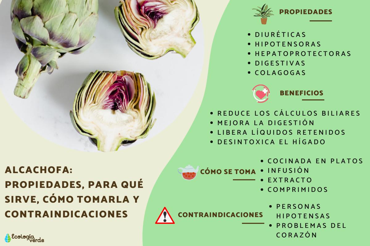 Alcachofa: propiedades, para qué sirve, cómo tomarla y contraindicaciones