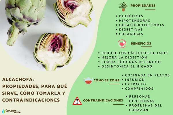 l carnitina y alcachofa para que sirve Beneficios MoniMoniMaus | L-Carnitina, Alcachofa y