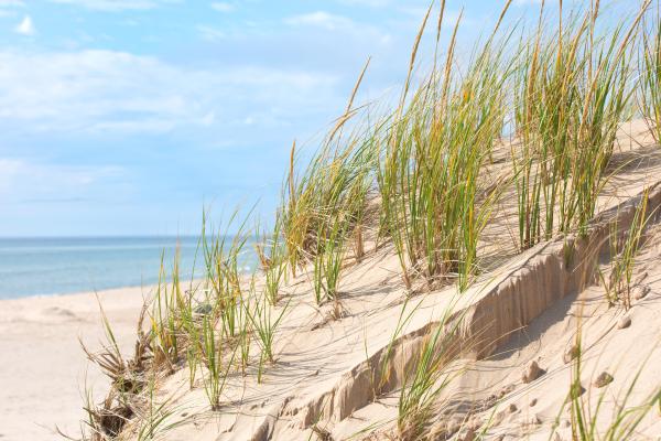 Dunas: qué son, cómo se forman y tipos - Qué son las dunas