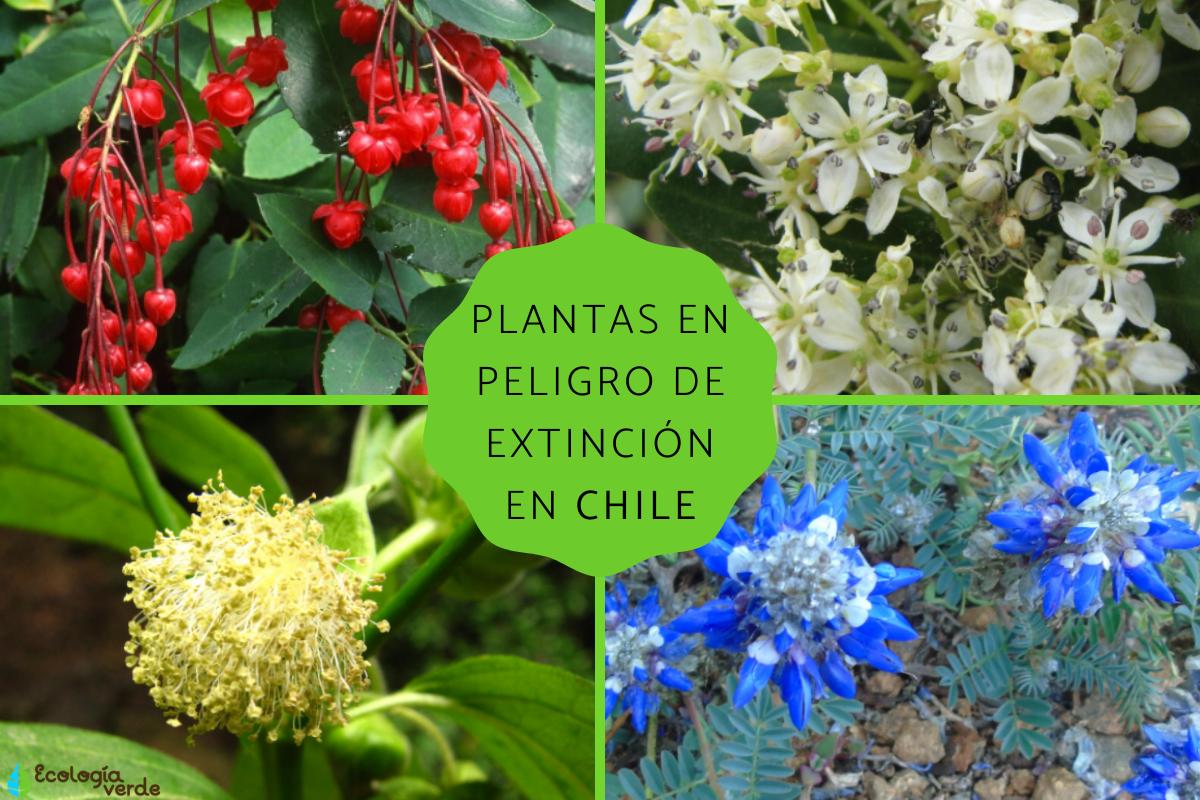 Plantas en peligro de extinción en Chile