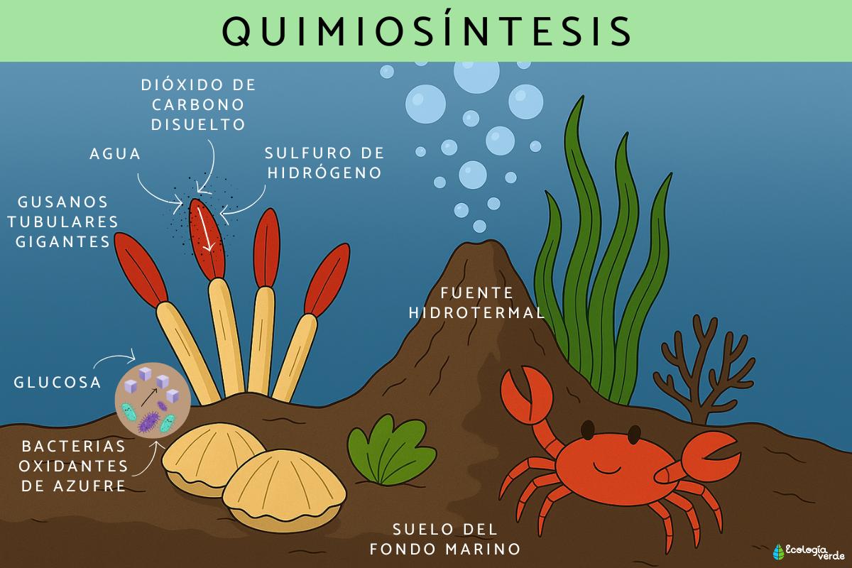 Quimiosíntesis: qué es, fases, organismos y diferencia con la fotosíntesis