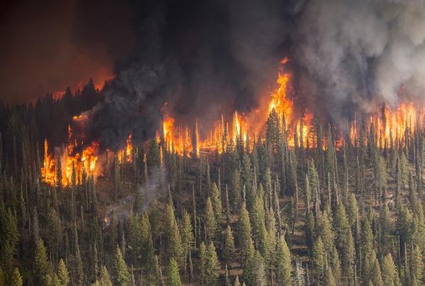 Cómo prevenir los incendios forestales - Causas de los incendios forestales