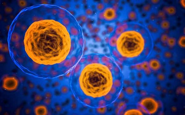 El Ciclo Celular, Etapas y Tipos - Ciclo celular y cáncer.