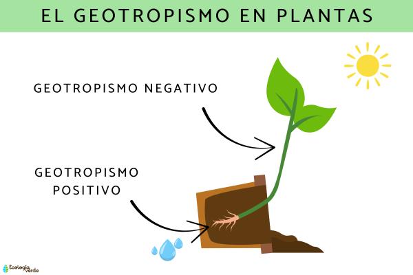 Geotropismo: qué es, tipos y ejemplos en plantas - ¿Cuáles son los tipos de geotropismo?
