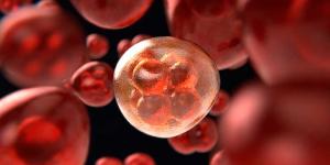 El Ciclo Celular, Etapas y Tipos