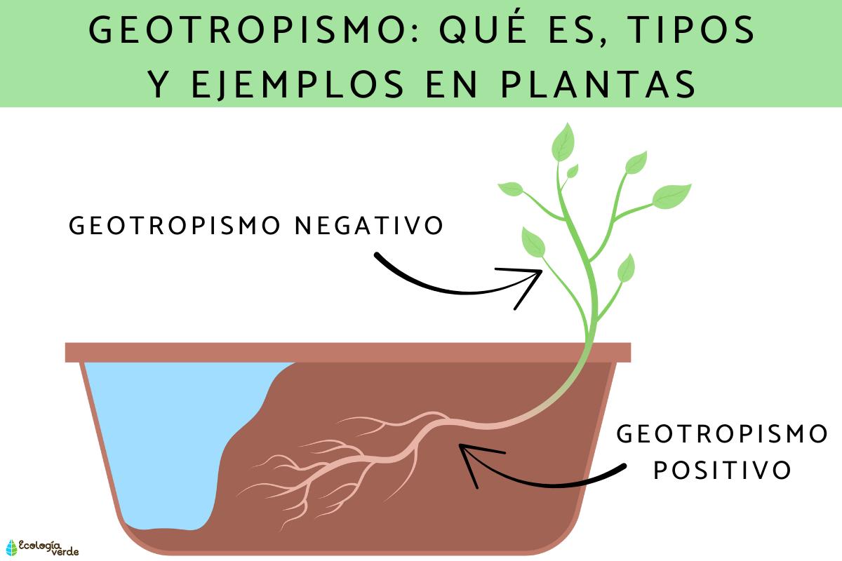Geotropismo: qué es, tipos y ejemplos en plantas