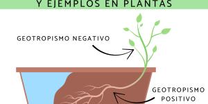 Geotropismo: qué es, tipos y ejemplos en plantas