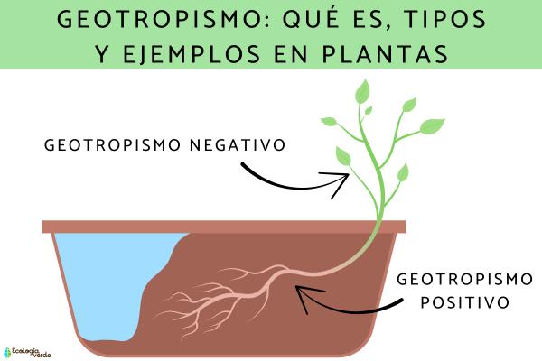 Geotropismo: qué es, tipos y ejemplos en plantas