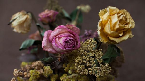 Flores que duran para siempre: cómo preservarlas con glicerina paso a paso (y por qué funciona) - Las mejores flores para conservar con glicerina y mantener su belleza