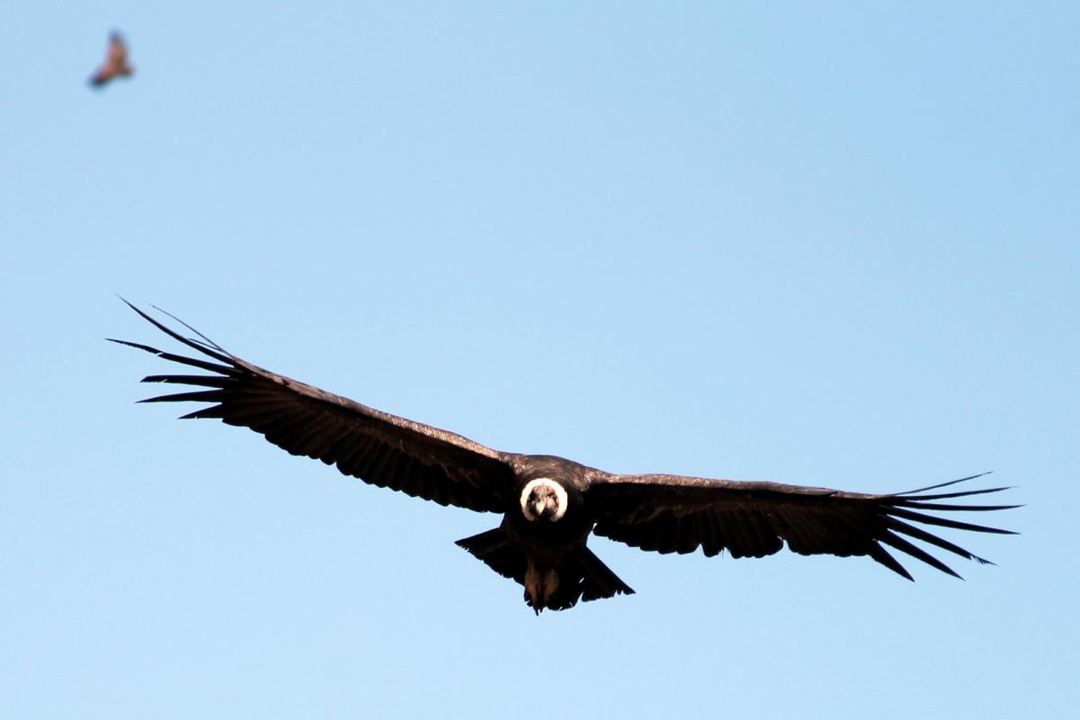 Por qué el cóndor está en peligro de extinción