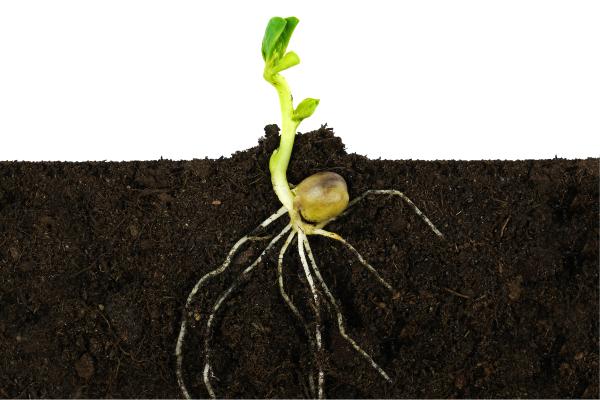 Geotropismo: qué es, tipos y ejemplos en plantas - ¿Qué es el geotropismo?