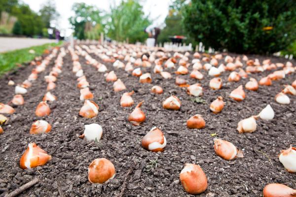 ¿Qué bulbos de flores crecen mejor en España? - Bulbos que prosperan en climas mediterráneos