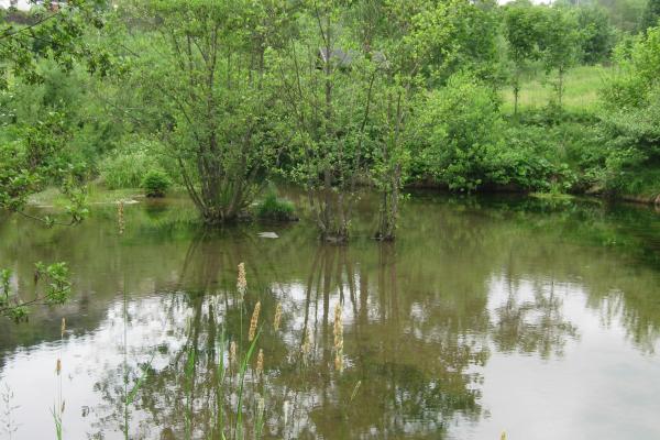 Hidrotropismo: qué es, tipos y cómo ocurre - ¿Cómo ocurre el hidrotropismo?