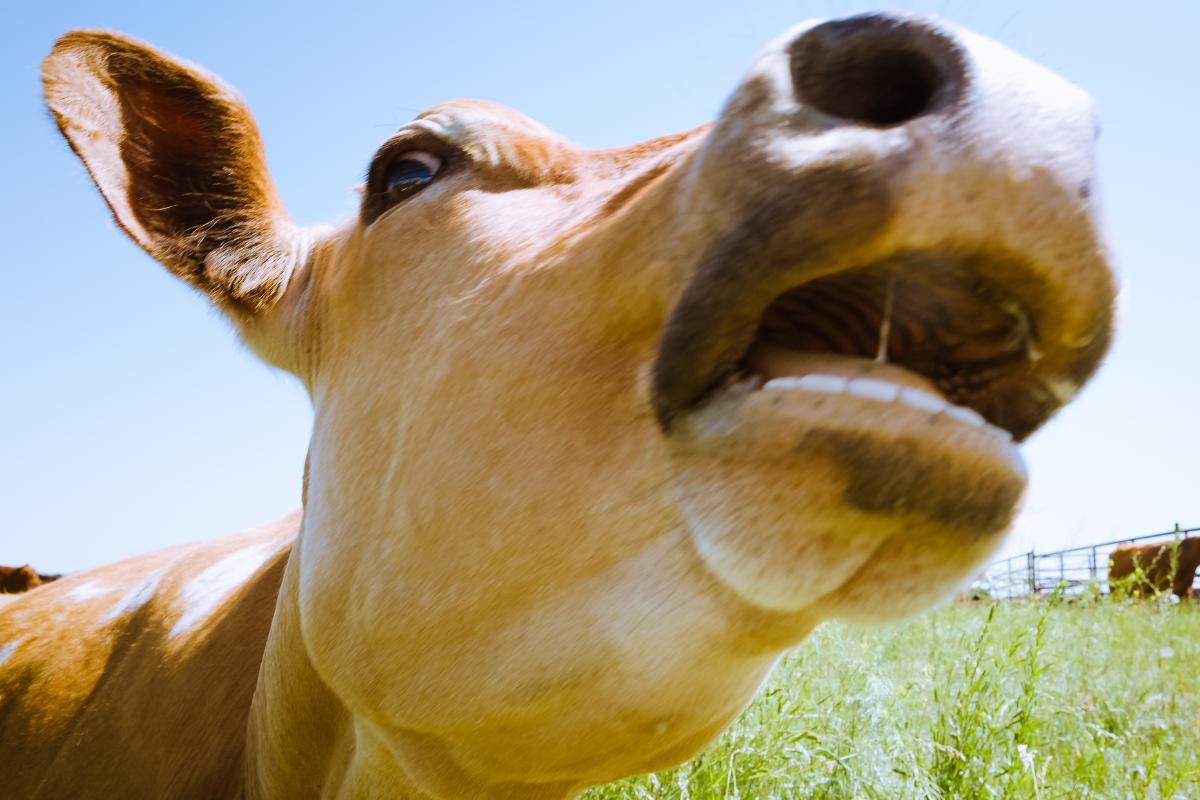 ¿Las vacas tienen dientes o no? Tienen 32 y solo abajo
