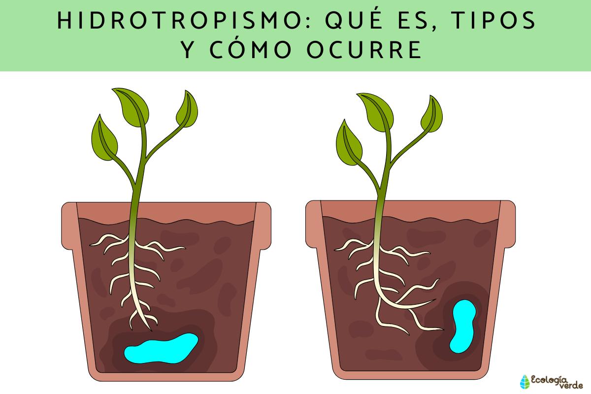 Hidrotropismo: qué es, tipos y cómo ocurre