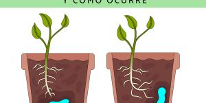 Hidrotropismo: qué es, tipos y cómo ocurre