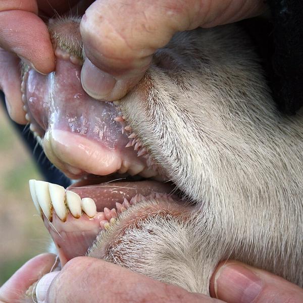 edad de los dientes de oveja