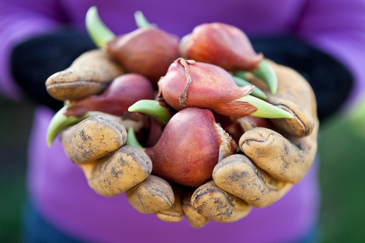 ¿Qué bulbos de flores crecen mejor en España?