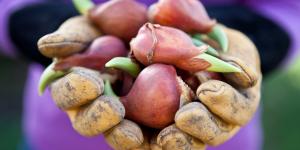 ¿Qué bulbos de flores crecen mejor en España?