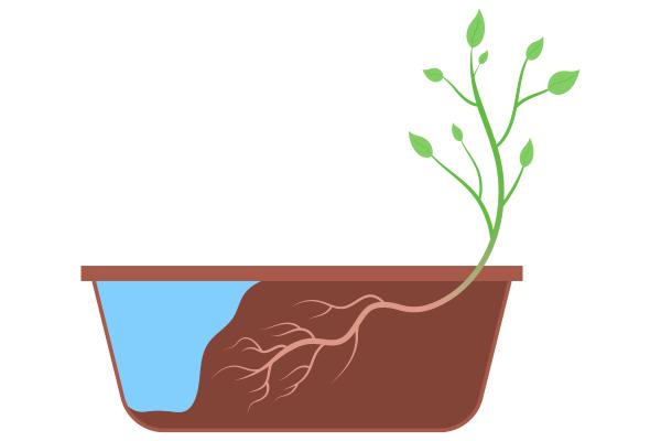 Hidrotropismo: qué es, tipos y cómo ocurre - ¿Qué es el hidrotropismo?