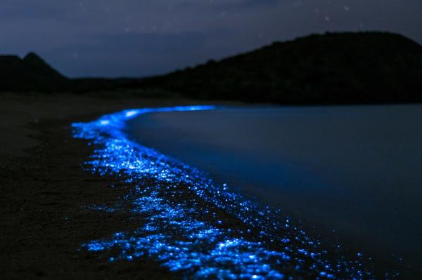 Bioluminiscencia: qué es y animales