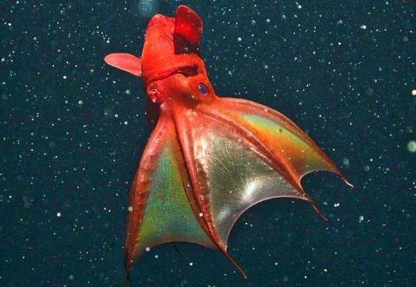 Bioluminiscencia: qué es y animales - Calamar vampiro (Vampyroteuthis infernalis)