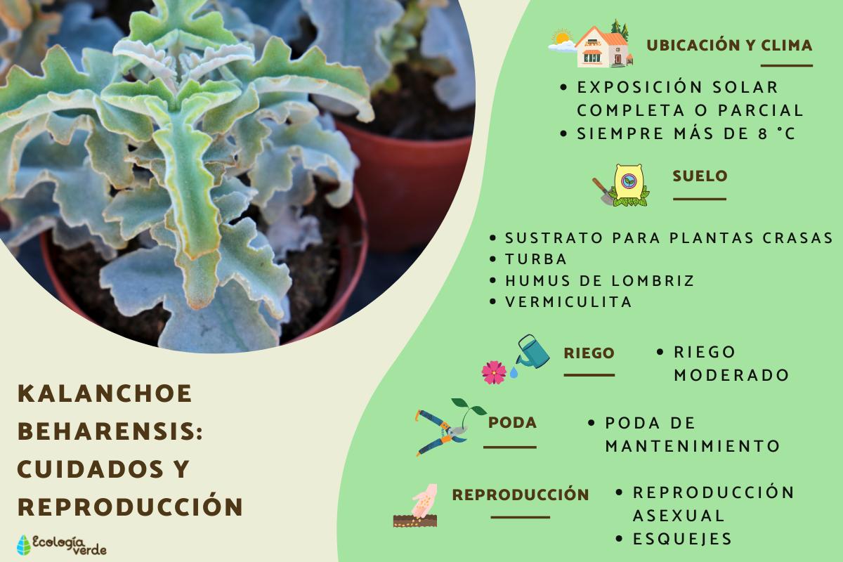 Kalanchoe beharensis: cuidados y reproducción