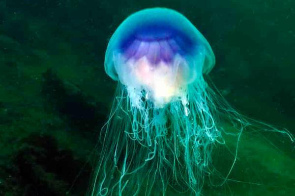 Bioluminiscencia: qué es y animales - Medusa bioluminiscente (Pelagia noctiluca)