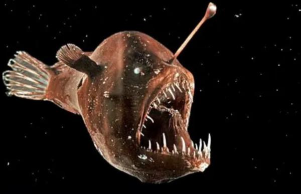 Bioluminiscencia: qué es y animales - Pez linterna cornudo (Centrophryne spinulosa)