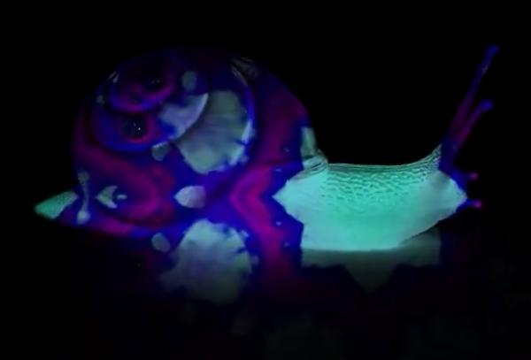 Bioluminiscencia: qué es y animales - Quantula striata