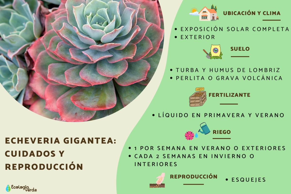 Echeveria gigantea: cuidados y reproducción