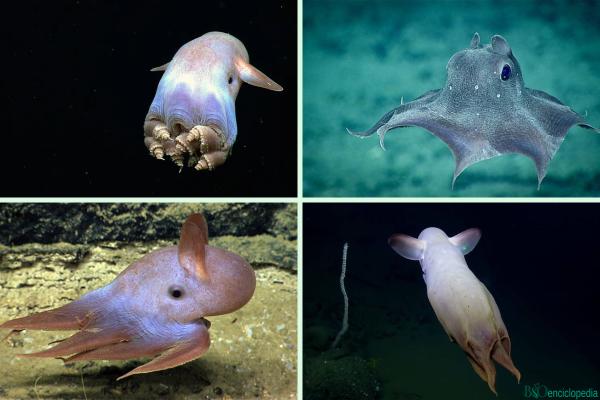 Pulpo dumbo - Características del pulpo dumbo