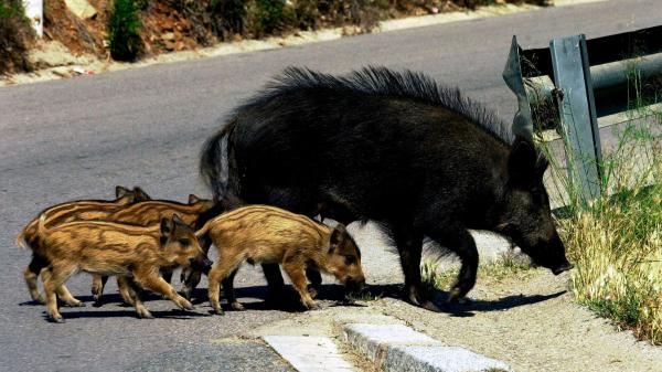 Los ecologistas coinciden: “No son los jabalíes quienes cruzan las carreteras, sino las carreteras las que cruzan sus hábitats”