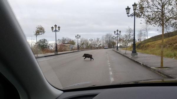 Los ecologistas coinciden: “No son los jabalíes quienes cruzan las carreteras, sino las carreteras las que cruzan sus hábitats” - Un territorio dividido: cuando la infraestructura rompe la continuidad ecológica