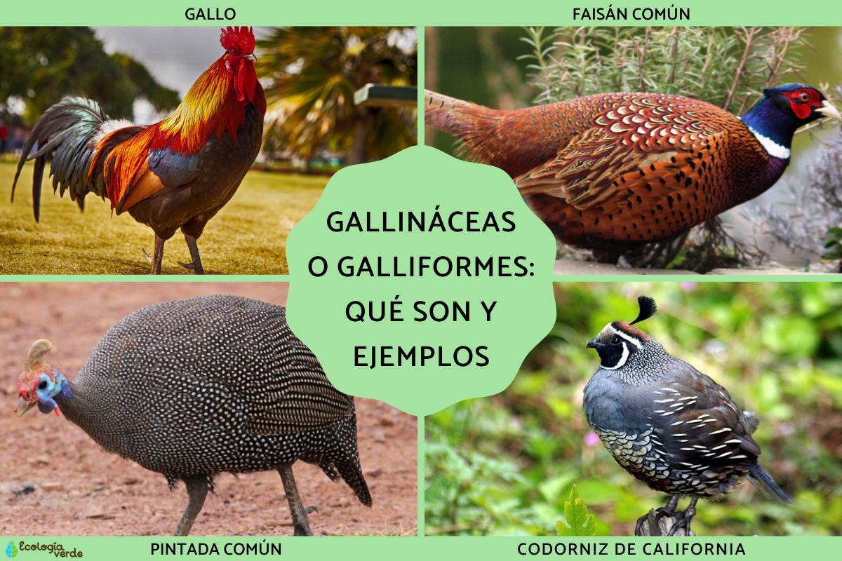 Gallináceas o galliformes: qué son, características, clasificación y ejemplos