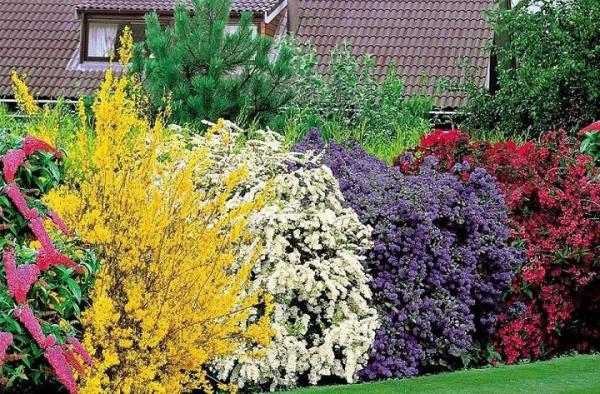 Árboles, setos y plantas de privacidad en el jardín - Las plantas