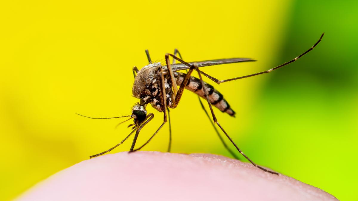 Rohit Lakhwani, zoólogo: “Los mosquitos ya muestran las primeras señales de resistencia a los insecticidas”