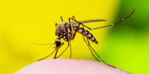 Rohit Lakhwani, zoólogo: “Los mosquitos ya muestran las primeras señales de resistencia a los insecticidas”