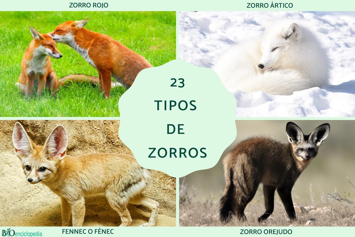 Tipos de zorros