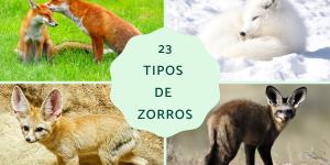 Tipos de zorros