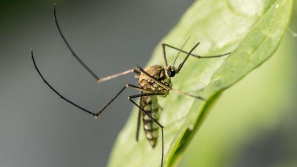 Rohit Lakhwani, zoólogo: “Los mosquitos ya muestran las primeras señales de resistencia a los insecticidas” - Una cifra ha hecho saltar la alerta: algunos mosquitos ya sobreviven al insecticida