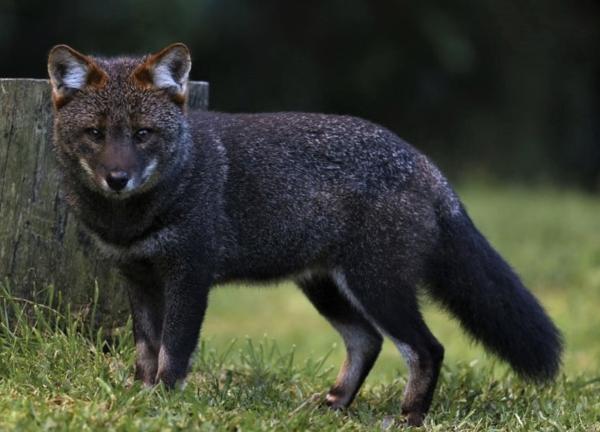 Tipos de zorros - Zorro de Darwin (Lycalopex fulvipes)