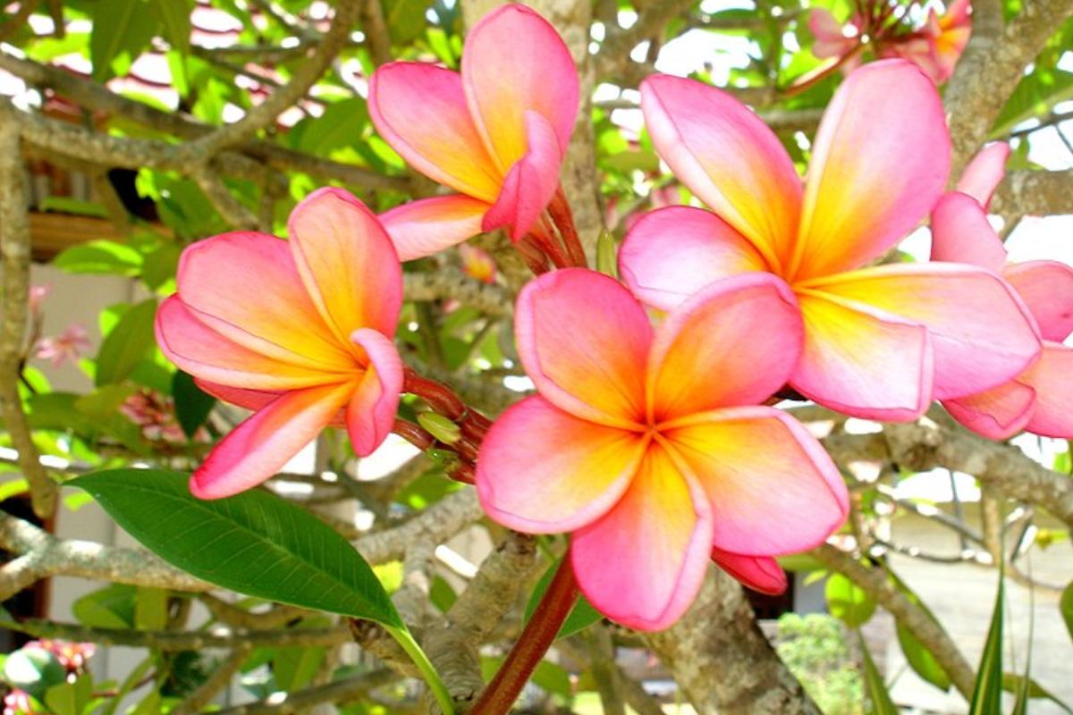 Cuál es la flor nacional de Nicaragua