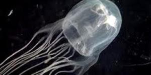 La medusa avispa de mar puede causar la muerte en 3 minutos