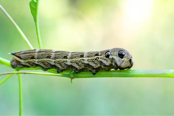 Tipos de orugas - Oruga de gran esfinge morada (Deilephila elpenor)