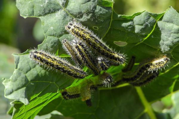 Tipos de orugas - Oruga de la col (Pieris brassicae)