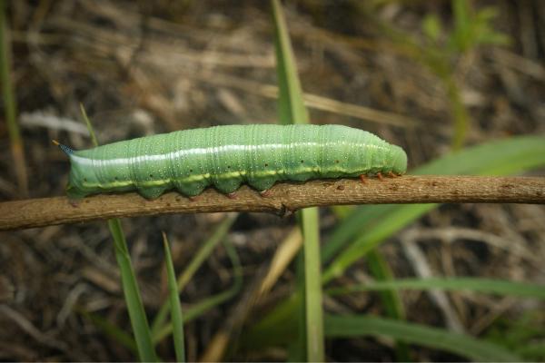 Tipos de orugas - Oruga de la mariposa esfinge colibrí (Macroglossum stellatarum)